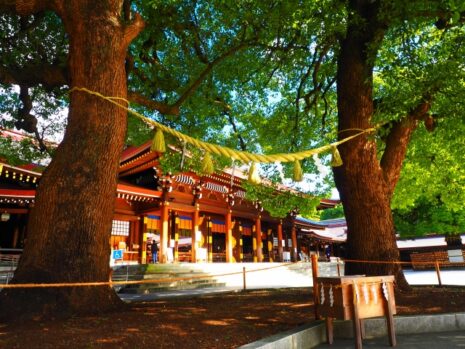 明治神宮の夫婦楠にかかるしめ縄_鼓動型_しめ縄_観光地