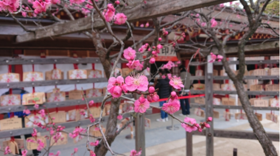 梅　天神信仰　神社　絵馬　願い事