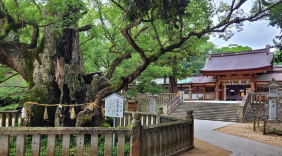 大山祇神社のクスノキ群　神社　しめ縄　木　