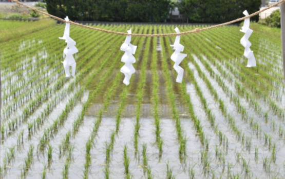 しめ縄_紙垂_田んぼ_しめ縄意味