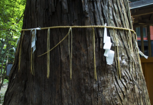 紙垂_紙垂の由来_神社の白い紙_細いしめ縄_木
