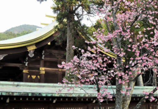 神社_花_春_