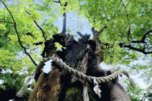 紙垂_藁_しめ縄_神社_山