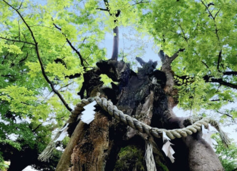 しめ縄_紙垂_木_山_紙垂_