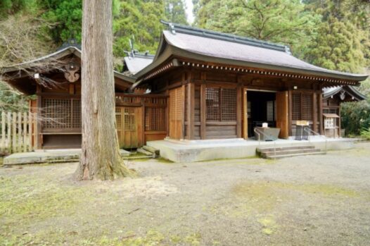 イノシシ_護王神社