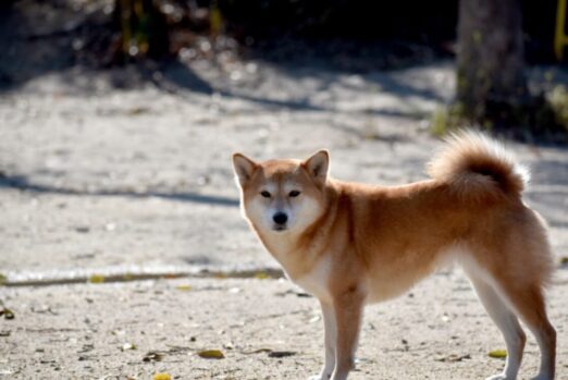 犬_日本人
