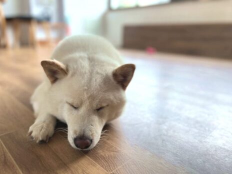 犬_老犬神社