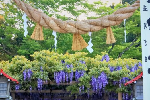 しめ縄　藁 　紙垂 　神社