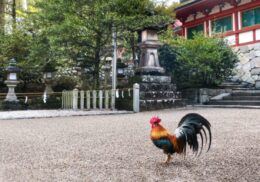 干支_酉年_鶏