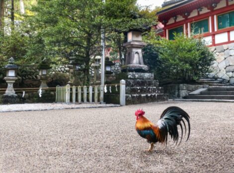 干支_酉年_鶏