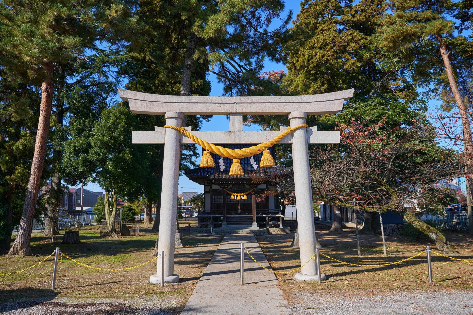 山吹　鼓胴型